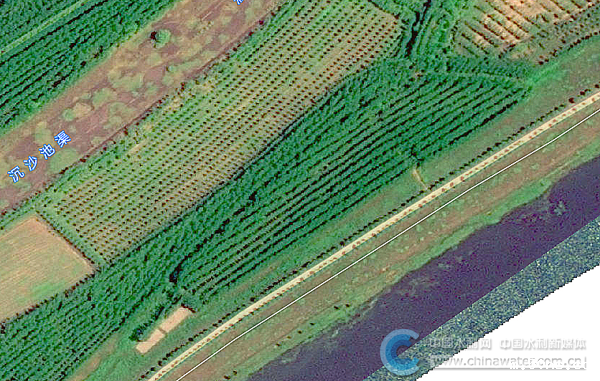 2024年9月张秋月堤绿化效果